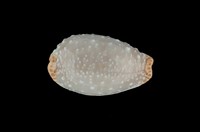 藏品(雞皮寶螺)的圖片